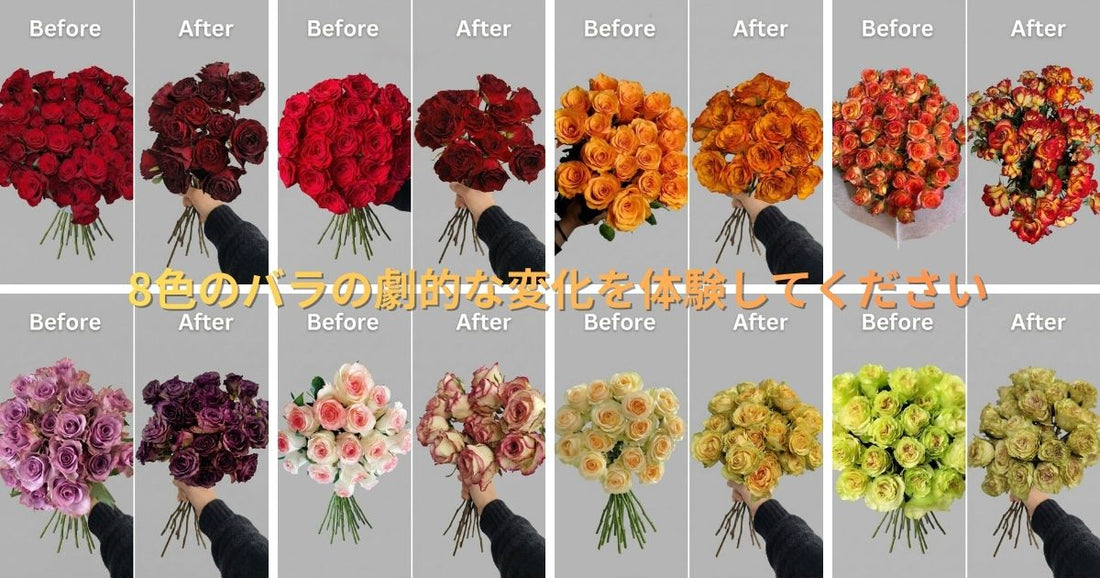 doraifurawaのシリカゲルで作る8色のバラのドライフラワー色の変化（Before & After）をまとめたカラーアーカイブ一覧画像