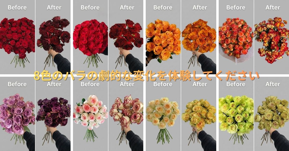 doraifurawaのシリカゲルで作る8色のバラのドライフラワー色の変化（Before & After）をまとめたカラーアーカイブ一覧画像