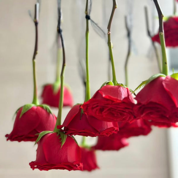 逆さに吊るした赤いバラ / Red roses hung upside down to dry / 倒掛乾燥中的紅玫瑰