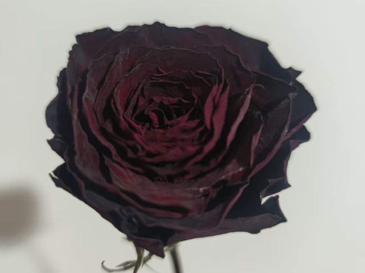 深い赤色のドライローズ / Dark red dried rose / 深紅色乾燥玫瑰