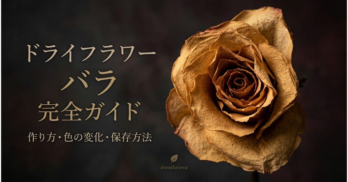 ドライフラワー バラの作り方と色の変化｜長持ちさせる完全ガイド
