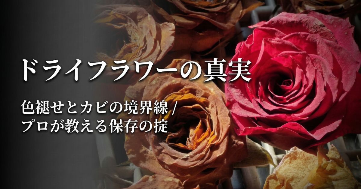 鮮やかな赤バラとアンティーク調に退色したドライローズの比較 - ドライフラワーの色褪せとカビの境界線