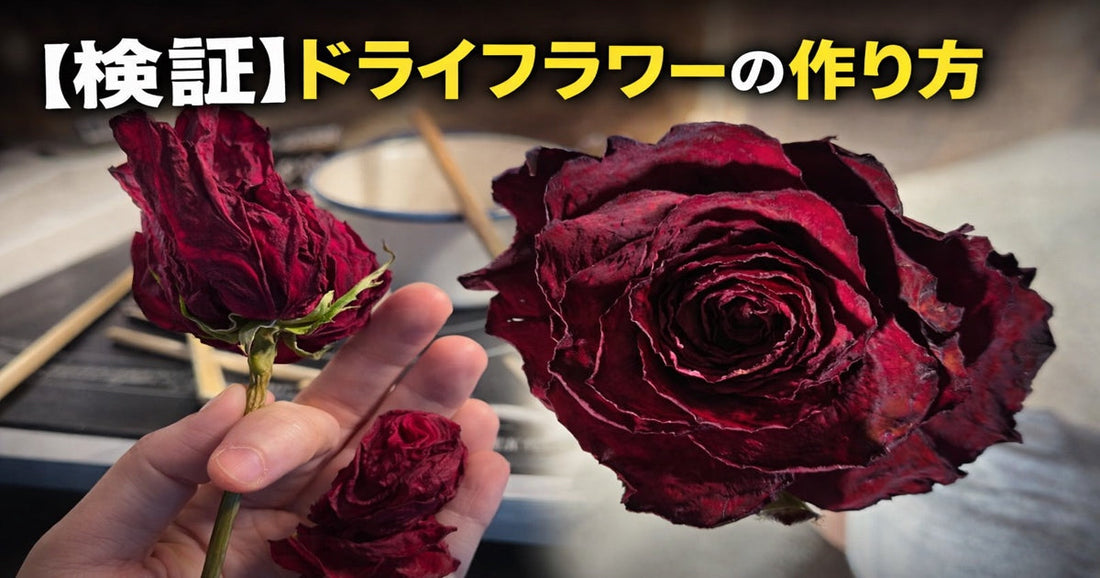 【検証】バラのドライフラワーの作り方🥀 左は電子レンジでの失敗例（黒ずみ・シワ）、右はシリカゲルを使った完璧な色残し製法。なぜ手作りのドライフラワーは色あせてしまうのか？失敗しないコツと、美しい色を永遠に残す秘密をdoraifurawaが徹底解説します！記事をクリックして詳細をチェック👇 #ドライフラワー作り方 #バラドライフラワー #シリカゲルドライフラワー #ドライフラワー失敗 #花のある暮らし #doraifurawa