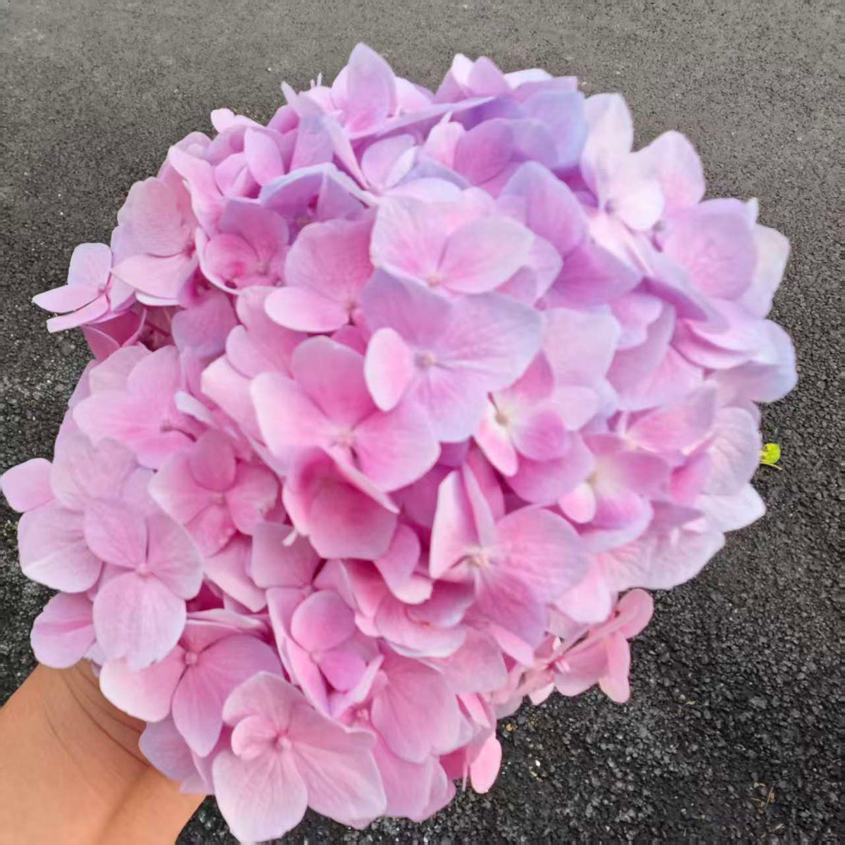 乾燥前の紫陽花を正面から見た、丸い花の集まり