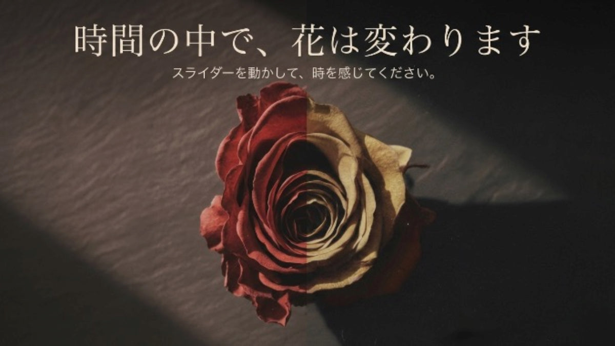 鮮やかな赤から枯れた色へ変化する薔薇のドライフラワー