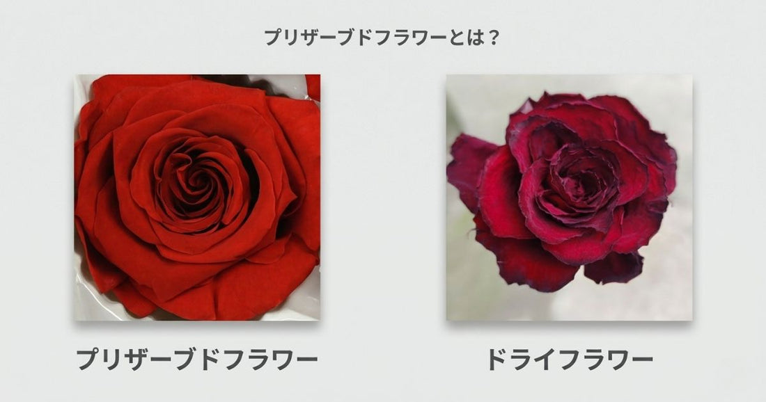 プリザーブドフラワーとドライフラワーの違い比較｜見た目と質感の違い