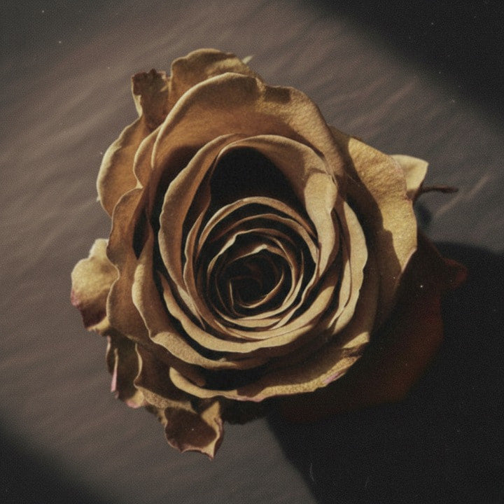 時を経て美しく枯れたアンティーク色のドライフラワーのバラ。Wabi-Sabiの美学。