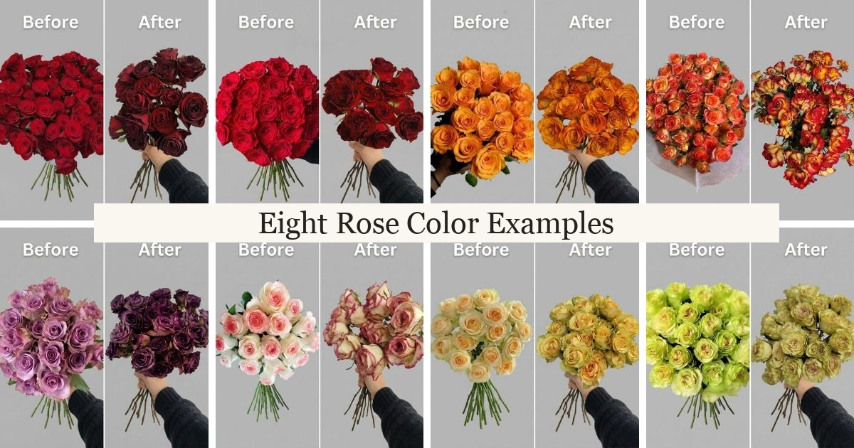 Eight rose drying photo pairs arranged as a collage, with an English title