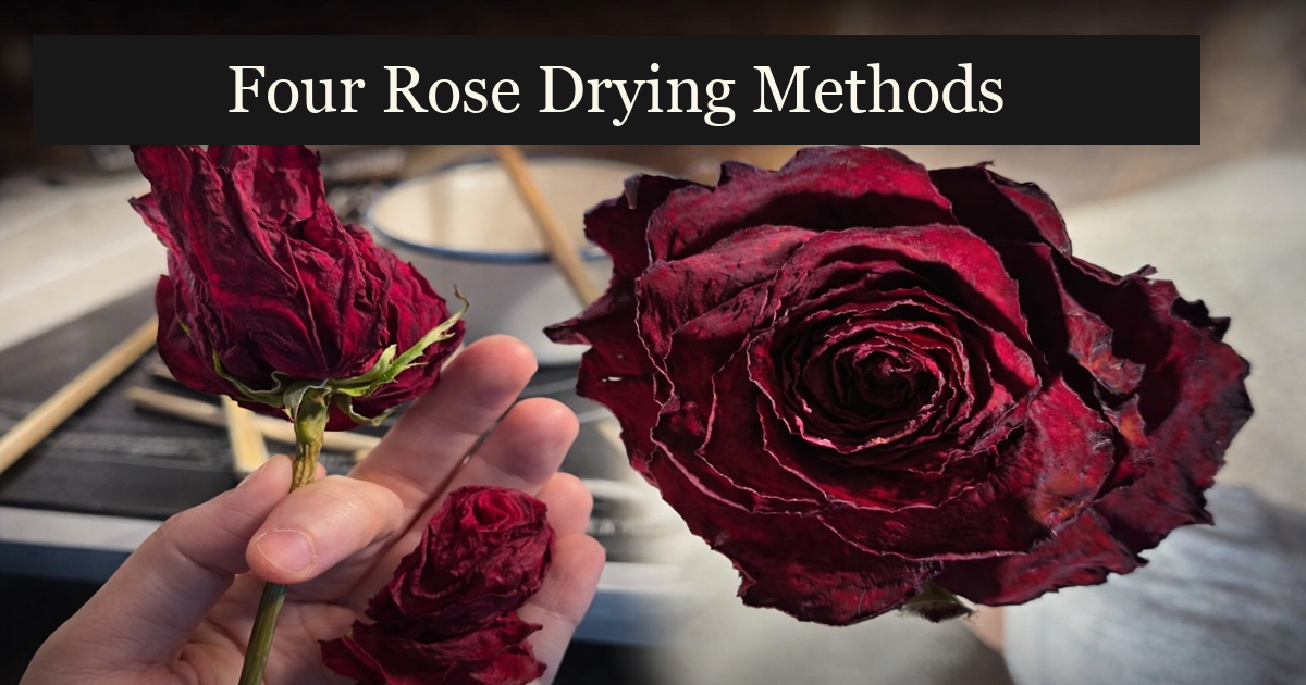 Two red roses shown in the original drying-method record, with an English comparison title