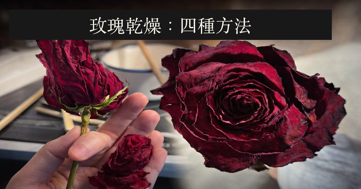 原乾燥方法記錄中的兩朵紅玫瑰，附繁體方法比較標題